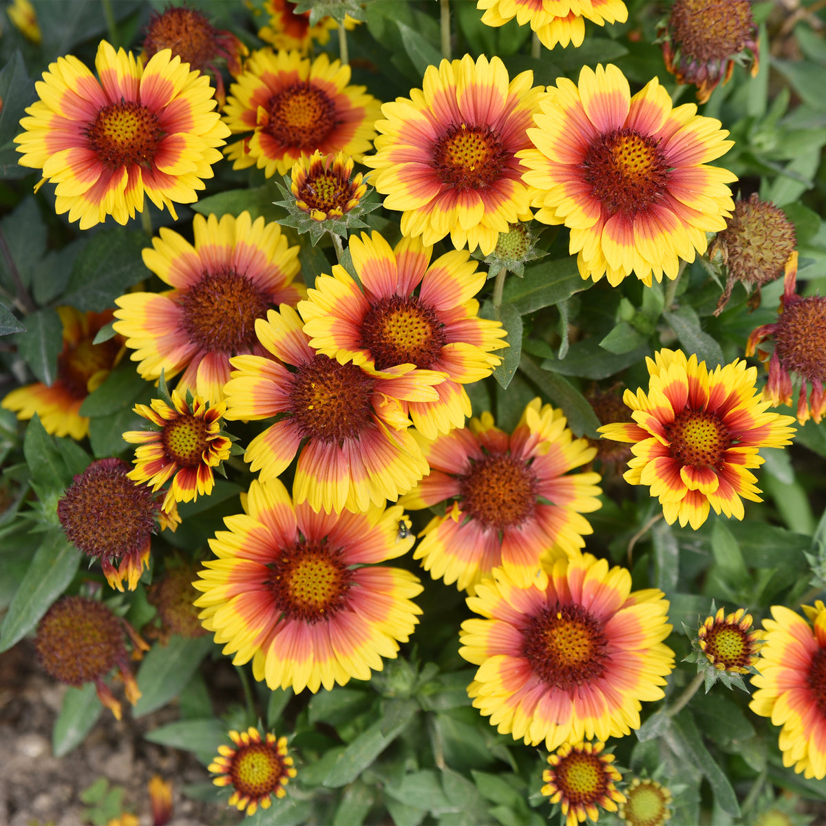 Verkoop Kokardenbloem 'Kobold'