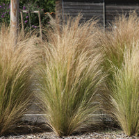 Moderne collectie vaste planten voor buiten (x6) - Stipa tenuissima, Muhlenbergia capillaris, Lavandula angustifolia - Bakker