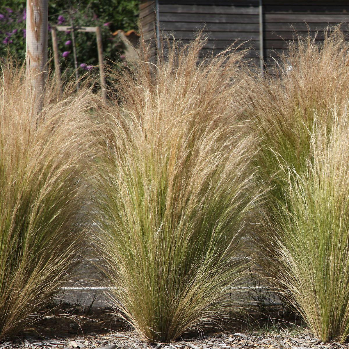 Moderne collectie vaste planten voor buiten (x6) - Stipa tenuissima, Muhlenbergia capillaris, Lavandula angustifolia - Bakker