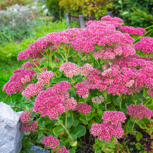 Roze hemelsleutel - Sedum spectabile - Tuinplanten