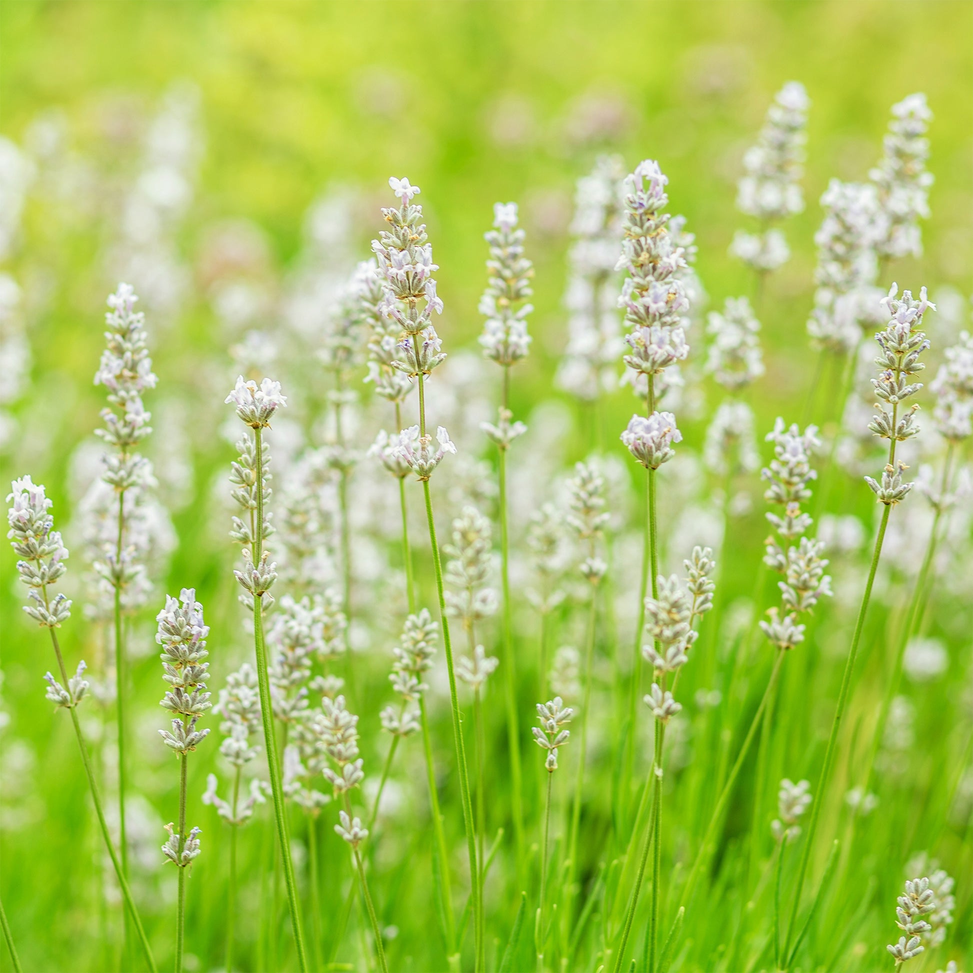 Wit en Roze Lavendel Collectie (x4) - Lavandula angustifolia alba, rosea - Bakker