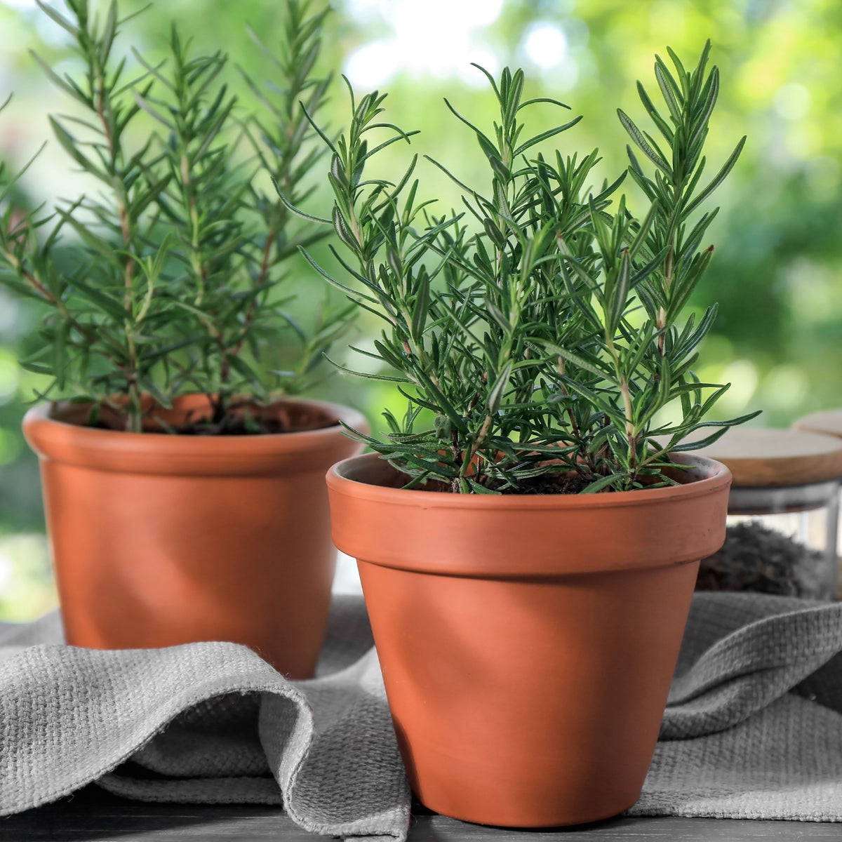 Rosmarinus - Rosmarinus officinalis - Bakker