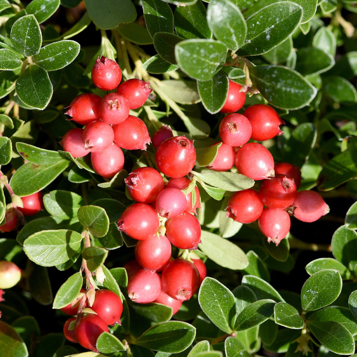 Blauwe bes - Veenbes (Cranberry) - Vaccinium macrocarpon