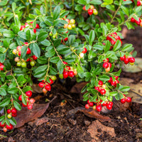 Veenbes (Cranberry) - Vaccinium macrocarpon - Bakker