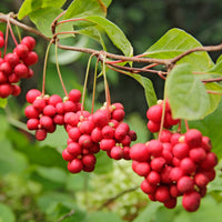 Fruitheggen - Fruitstruik Mix 'Bomvol Vitamine' - Vaccinium corymbosum, lycium barbarum, vaccinum macrocarpon, schisandra chinensis