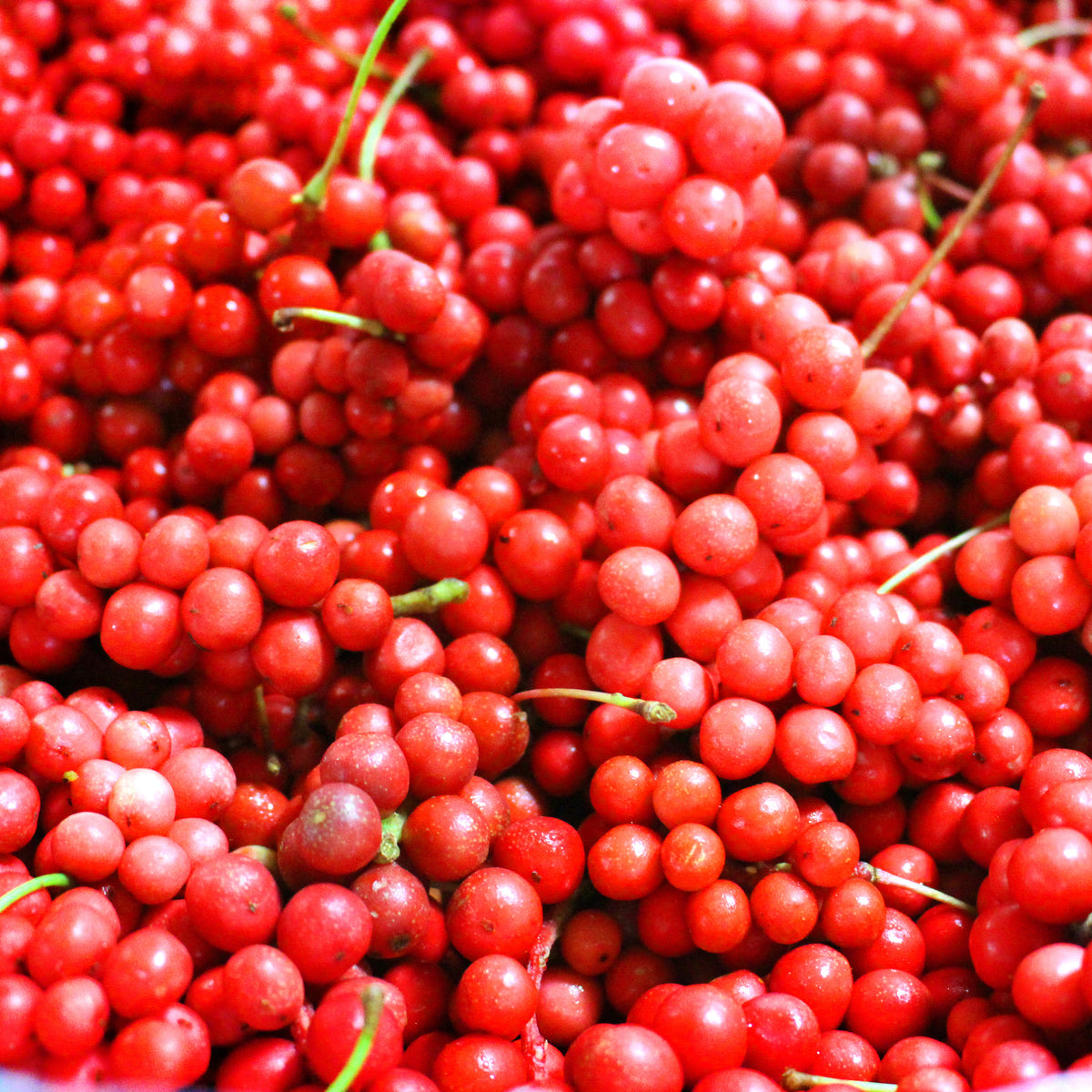 Andere fruitbomen en -struiken - Vijf-smaken-bes - Schisandra chinensis