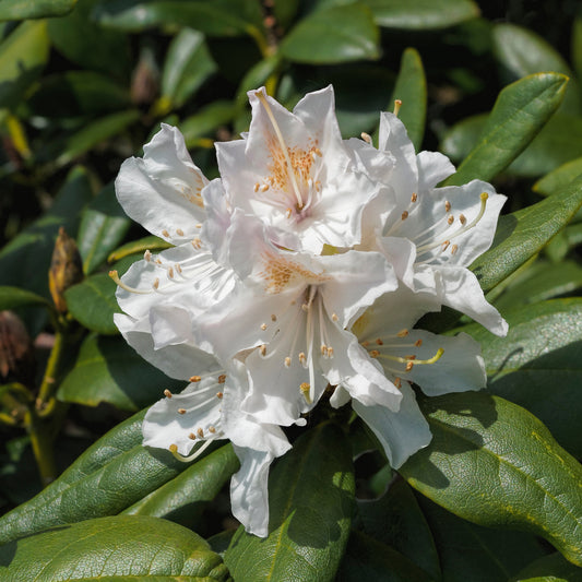 Rhododendron 'Cunningham's White'