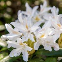 Rhododendron 'Cunningham's White' - Rhododendron Cunningham's White - Bakker