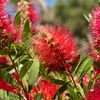 Lampepoetserplant - Callistemon laevis - Bakker