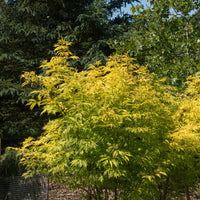 Trosvlier - Sambucus racemosa sutherland gold - Bakker