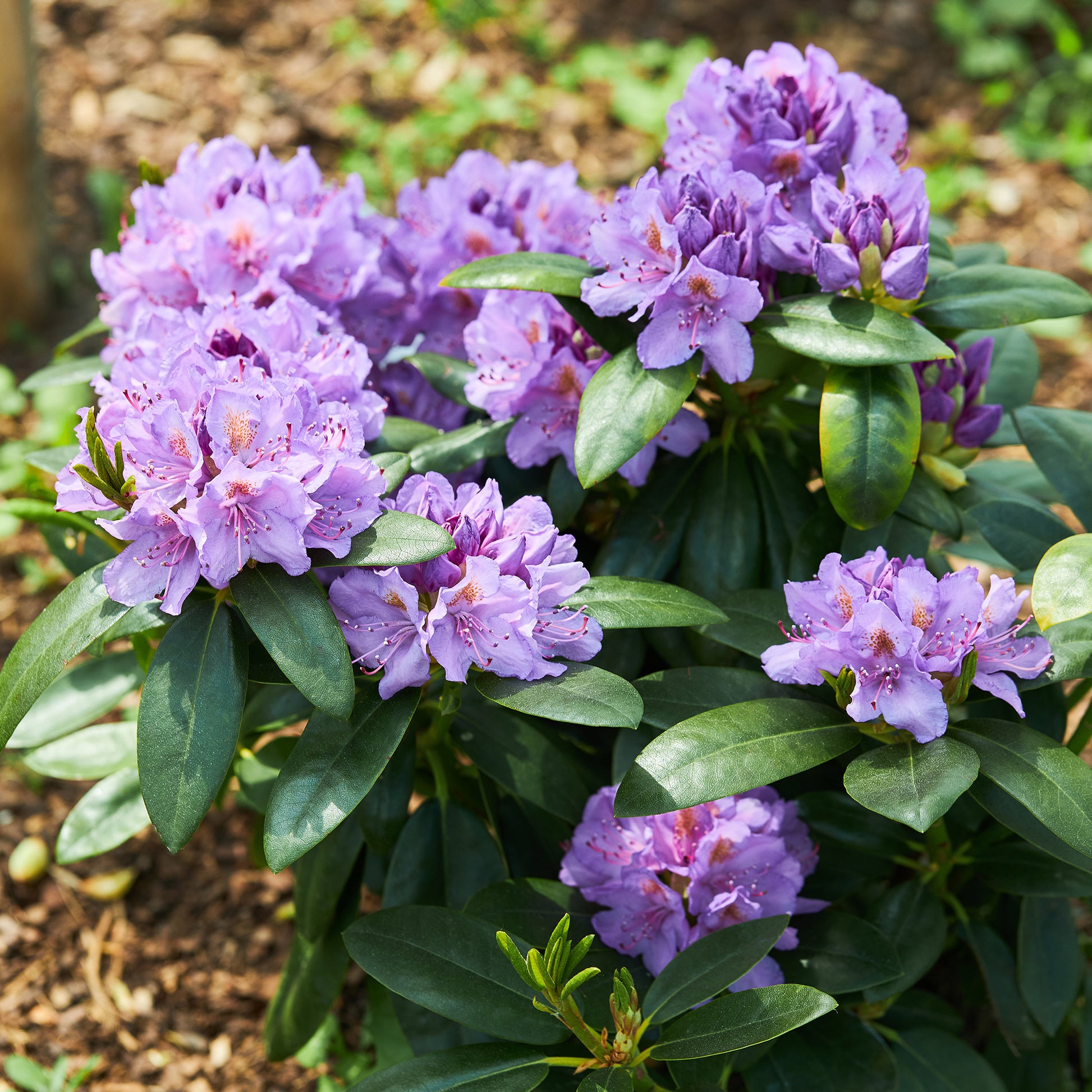 Rhododendron 'Winterhard' - Rhododendron catawbiense grandiflorum - Tuinplanten