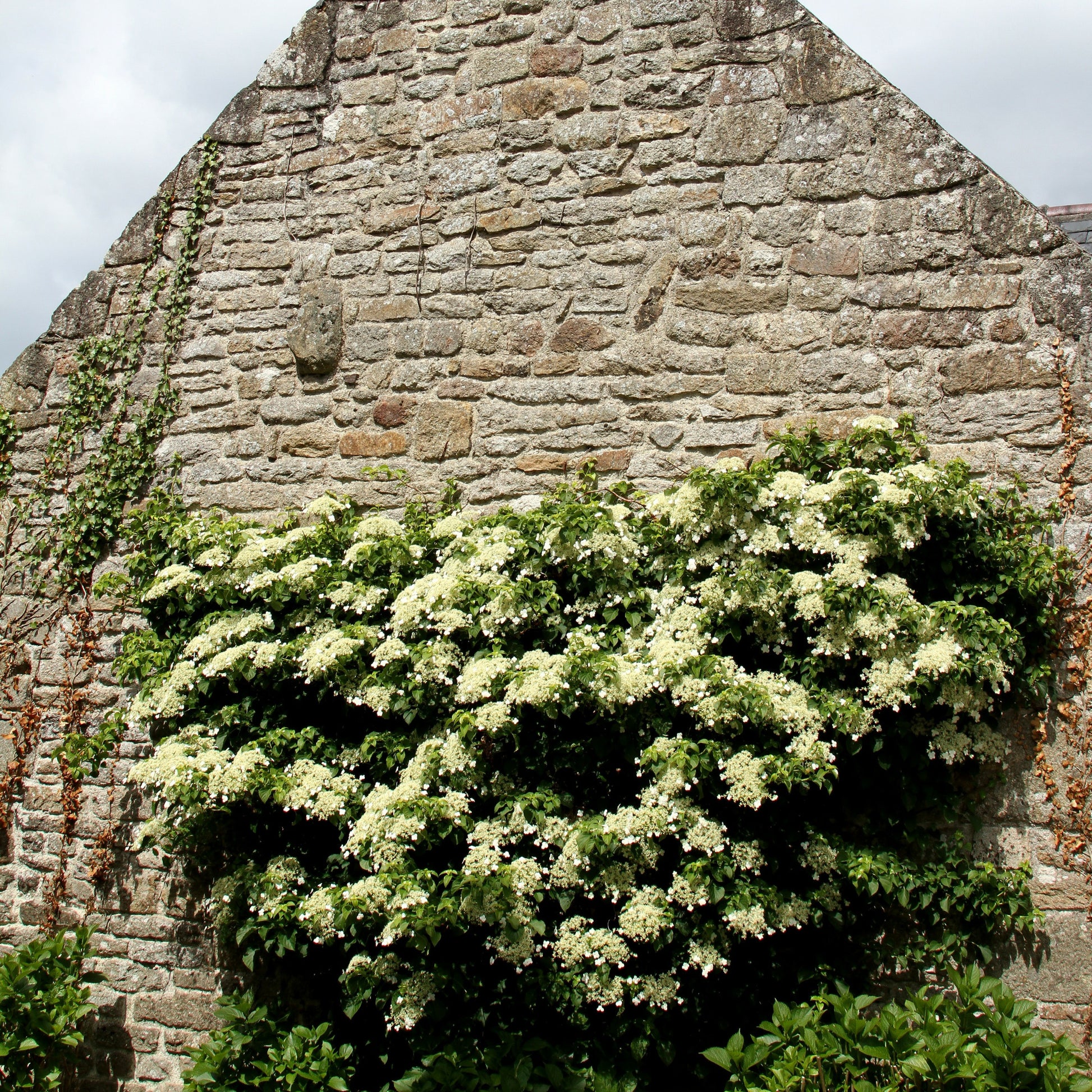 Verkoop Klimhortensia