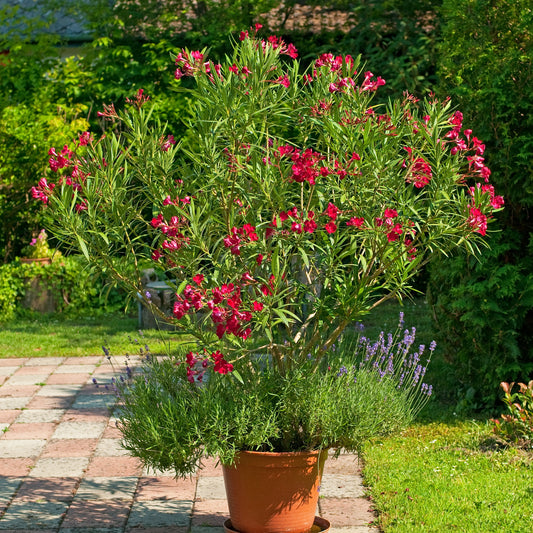 Oleander red - Nerium oleander