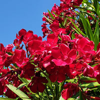 Nerium oleander - Oleander red - Roze Laurier