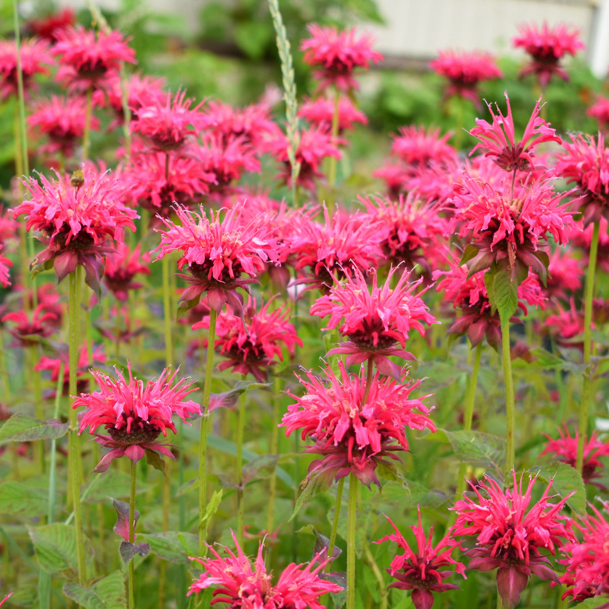 Verkoop Vaste planten Mix - Helenium, Monarda,  Phlox paniculata, Rudbeckia Goldstrum, Gypsophila paniculata, Liatris spicata, Solidago, Astilbe