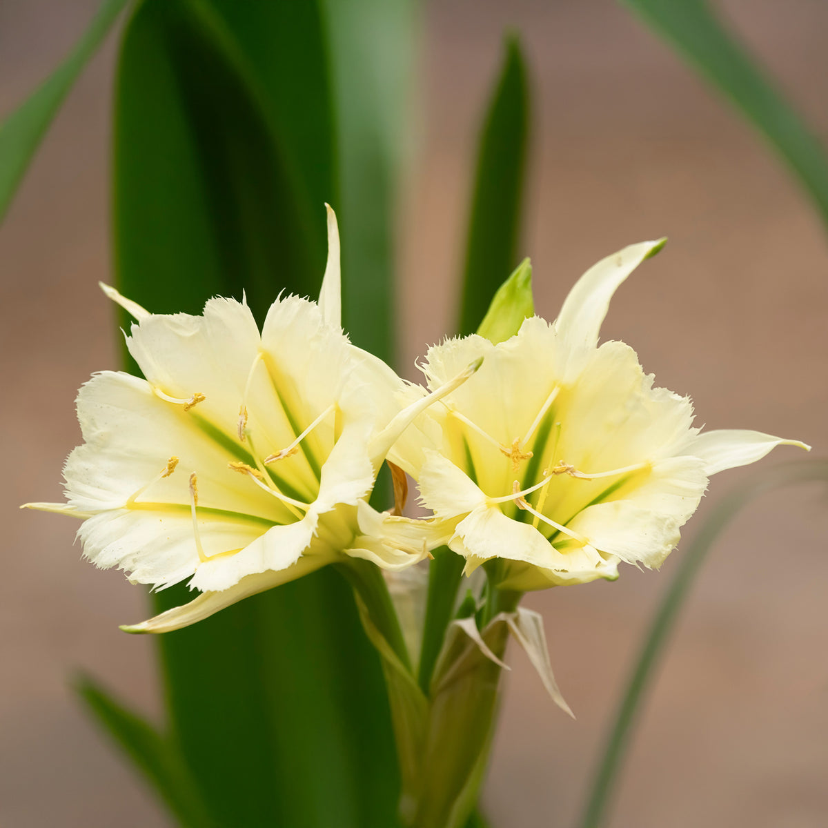 Ismene 'Sulpur Queen' (x2) - Bakker