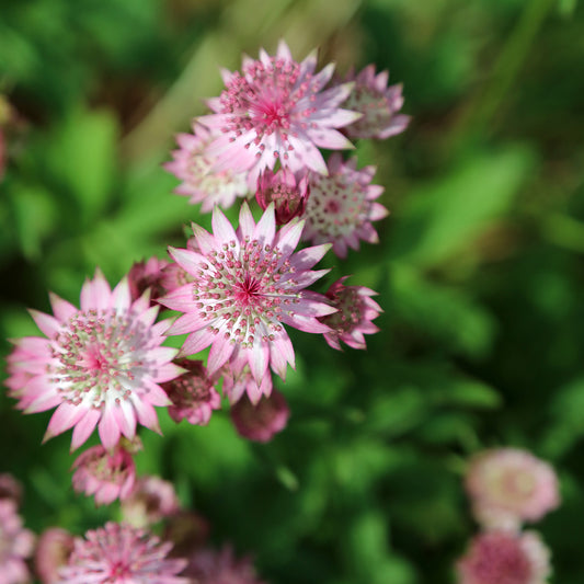 Zeeuwsknoopje - Astrantia major rosea - Tuinplanten