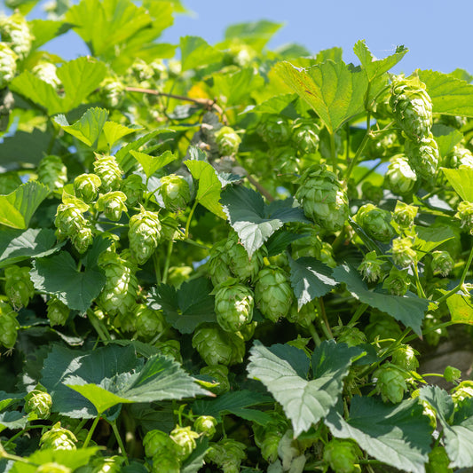 Hop - Humulus lupulus