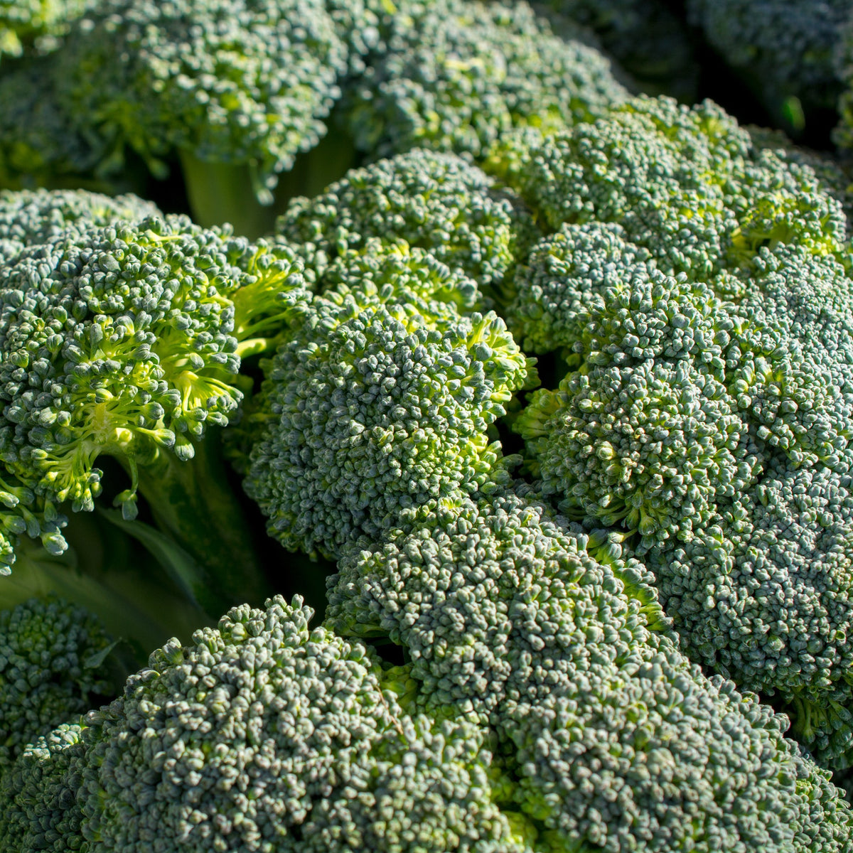 Broccoli 'Calabrese Natalino' - Brassica oleracea Calabrese Natalino Bio - Bakker