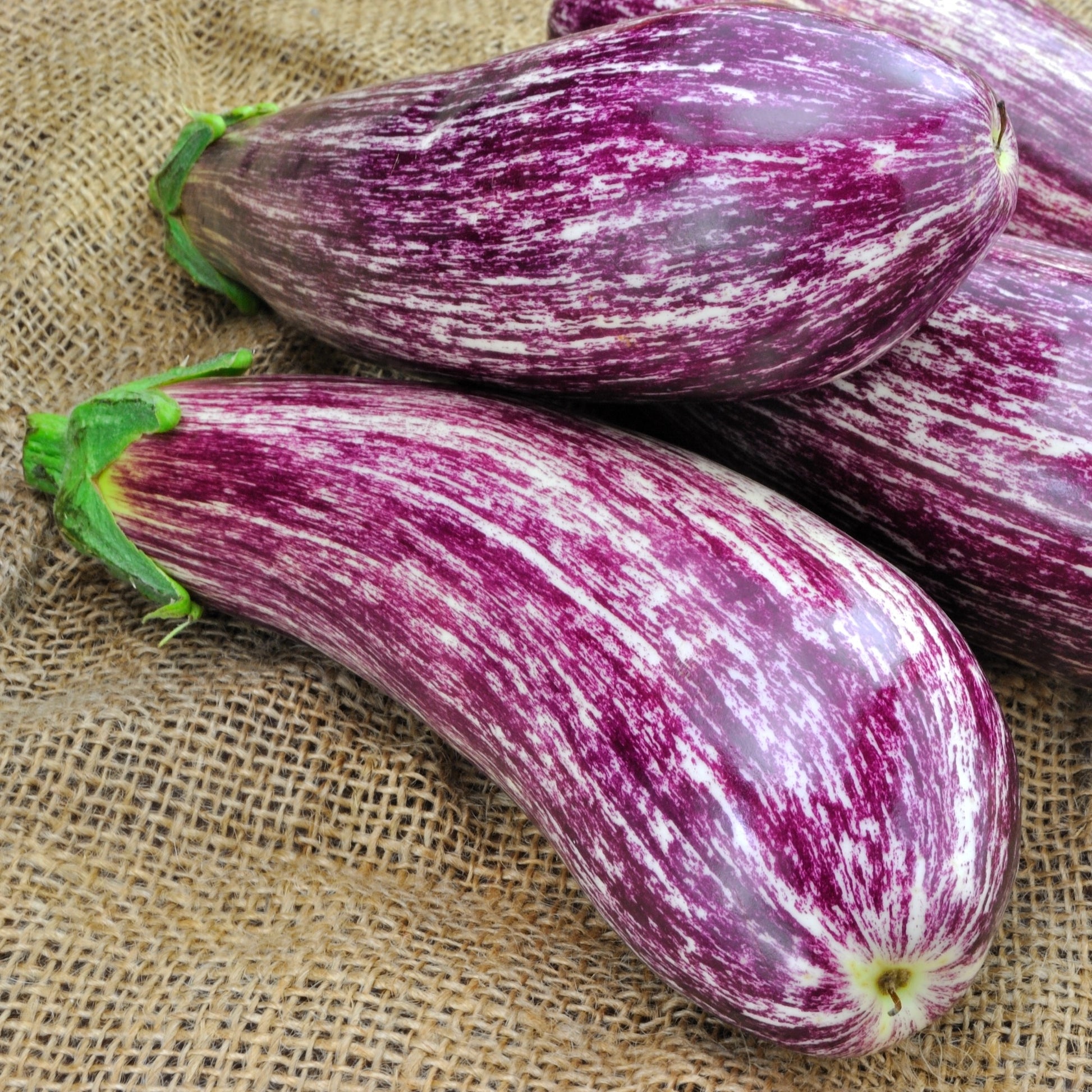 Solanum melongena listada de gandia - Aubergine 'Listada de Gandia' - Moestuinzaden