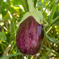 Moestuinzaden - Aubergine 'Listada de Gandia' - Solanum melongena listada de gandia