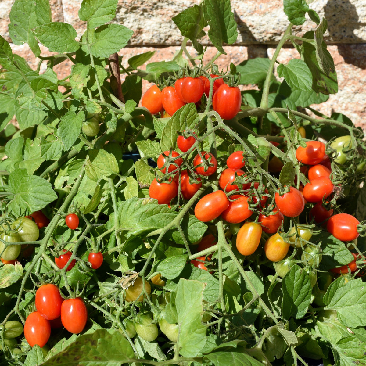 Cherrytomaat 'Romello F1' - Lycopersicon lycopersicum romello f1 - Bakker
