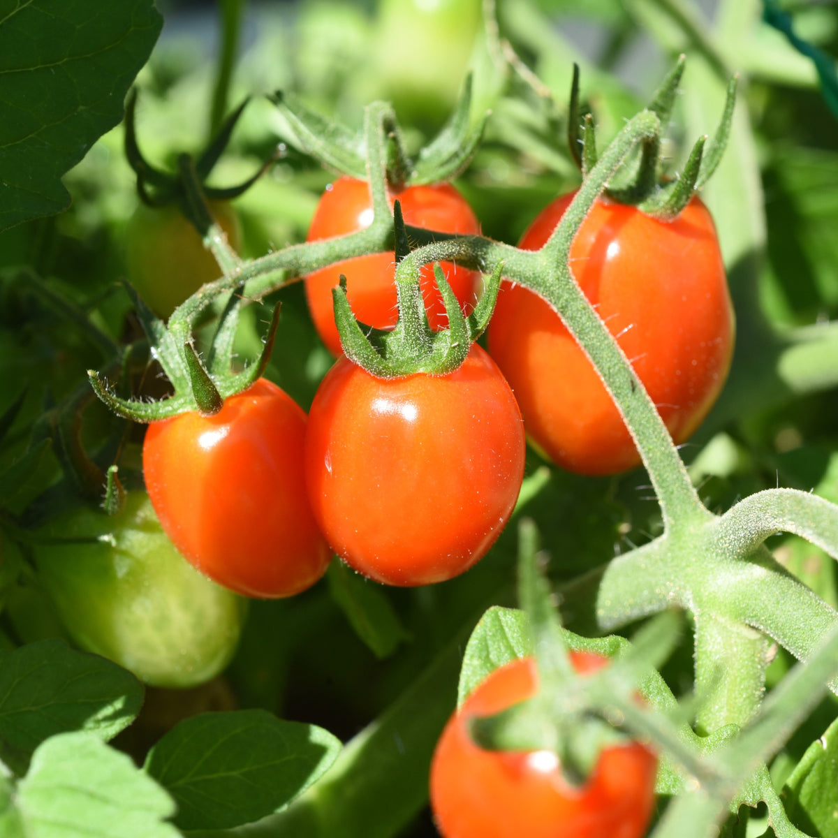 Cherrytomaat 'Romello F1' - Bakker