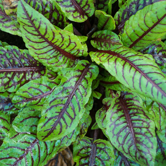 Bloedzuring 'Bloody Dock' - Bakker