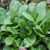 Veldsla Favor - Valerianella locusta favor - Bakker