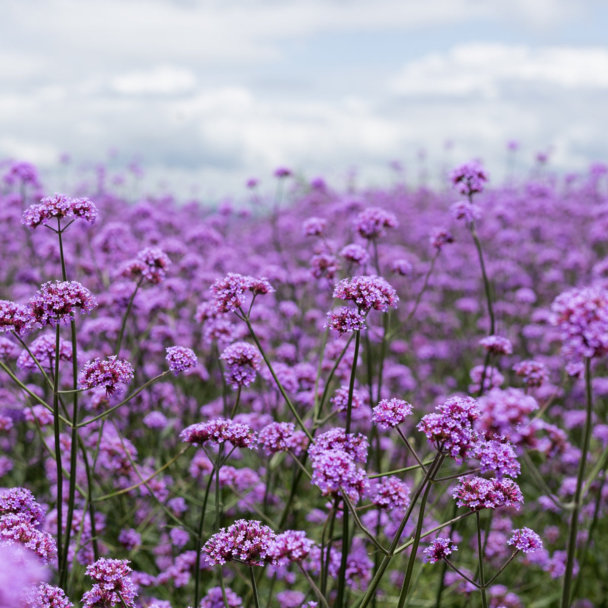 Buenos Aires Ijzerhard zaden - Verbena bonariensis - Bakker