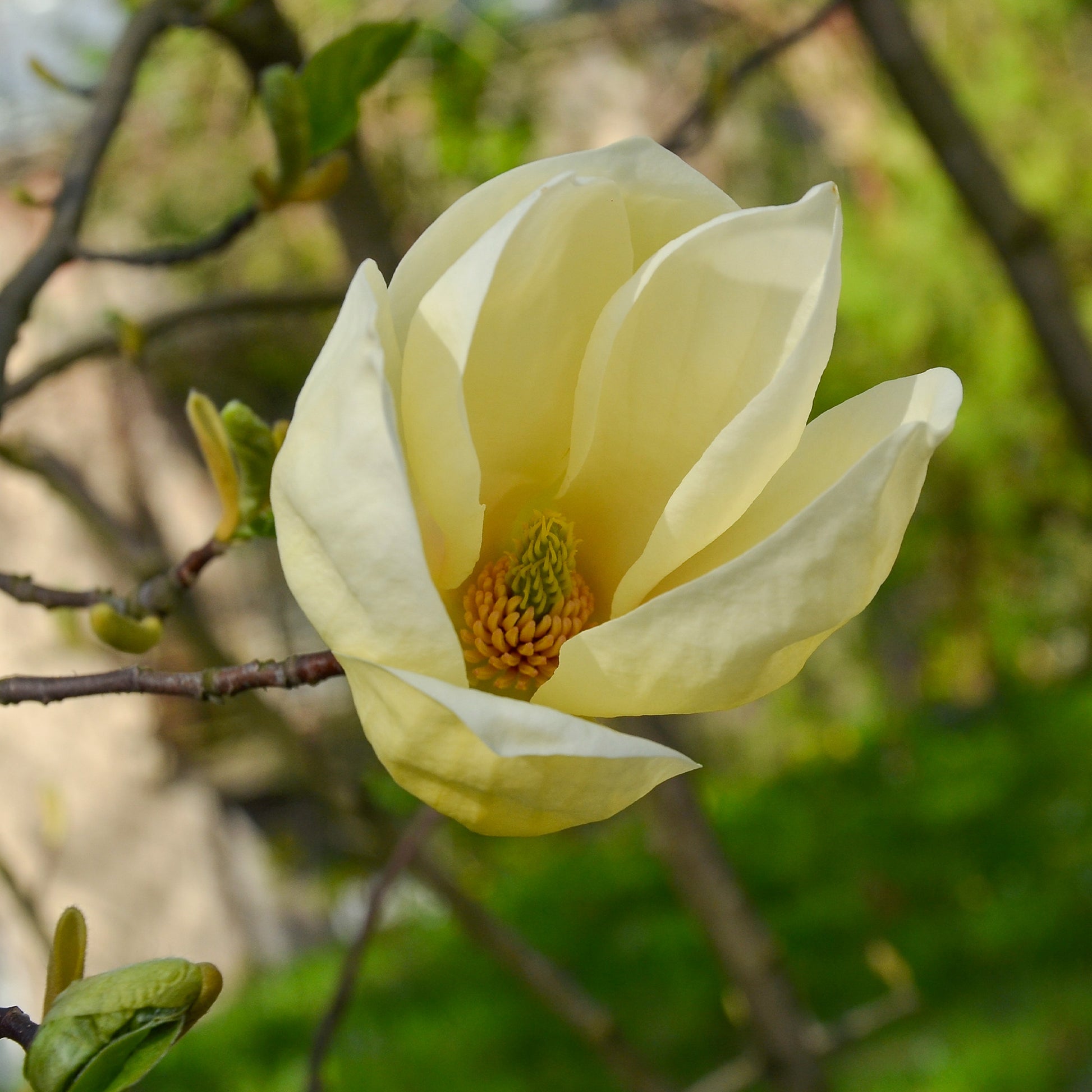 Magnolia - Magnolia 'Yellow Lantern' - Magnolia Yellow Lantern