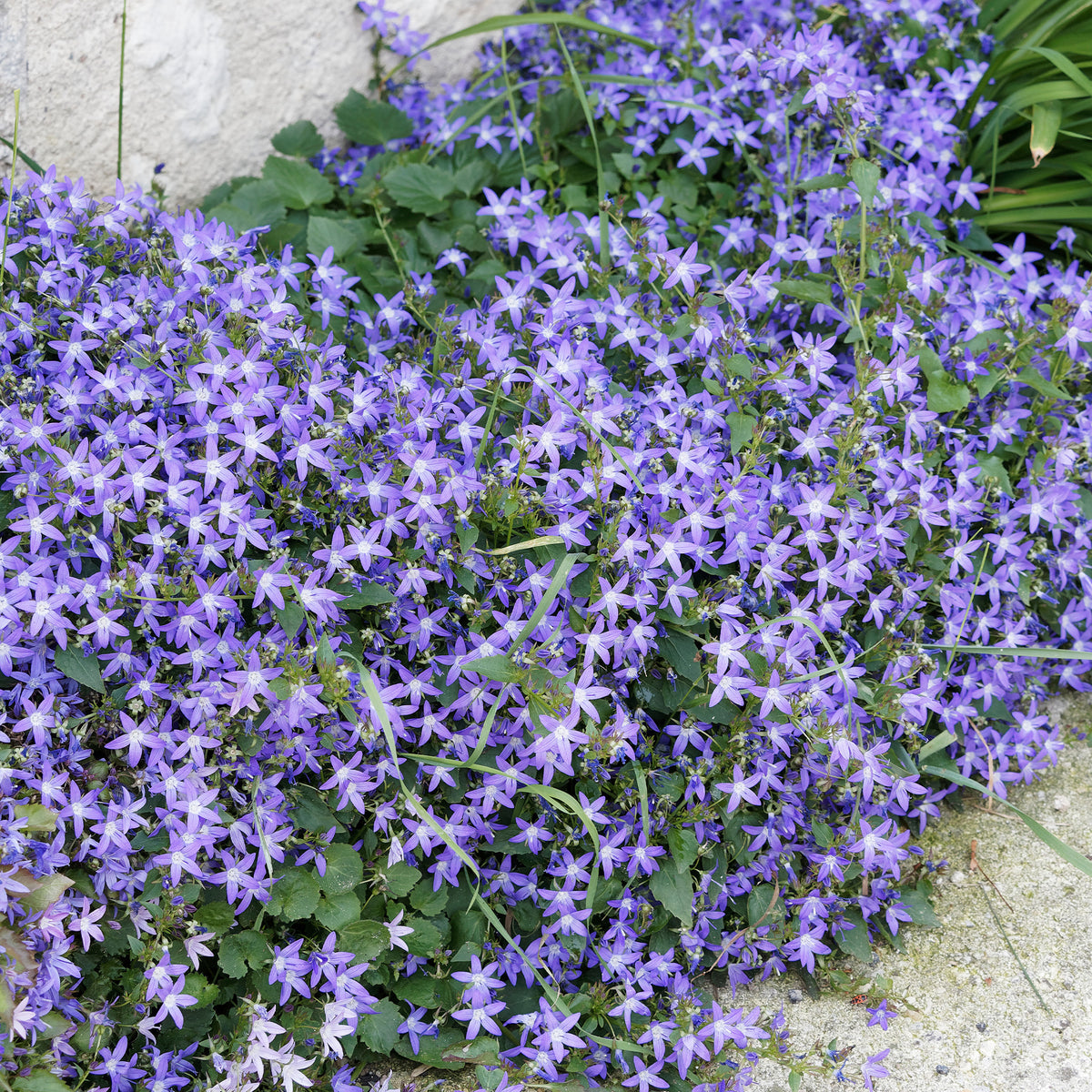 Collectie kruipende en bodembedekkende vaste planten (x13) - Saponaria ocymoïdes, Cerastium tomentosum, Campanula poscharskyana - Bakker