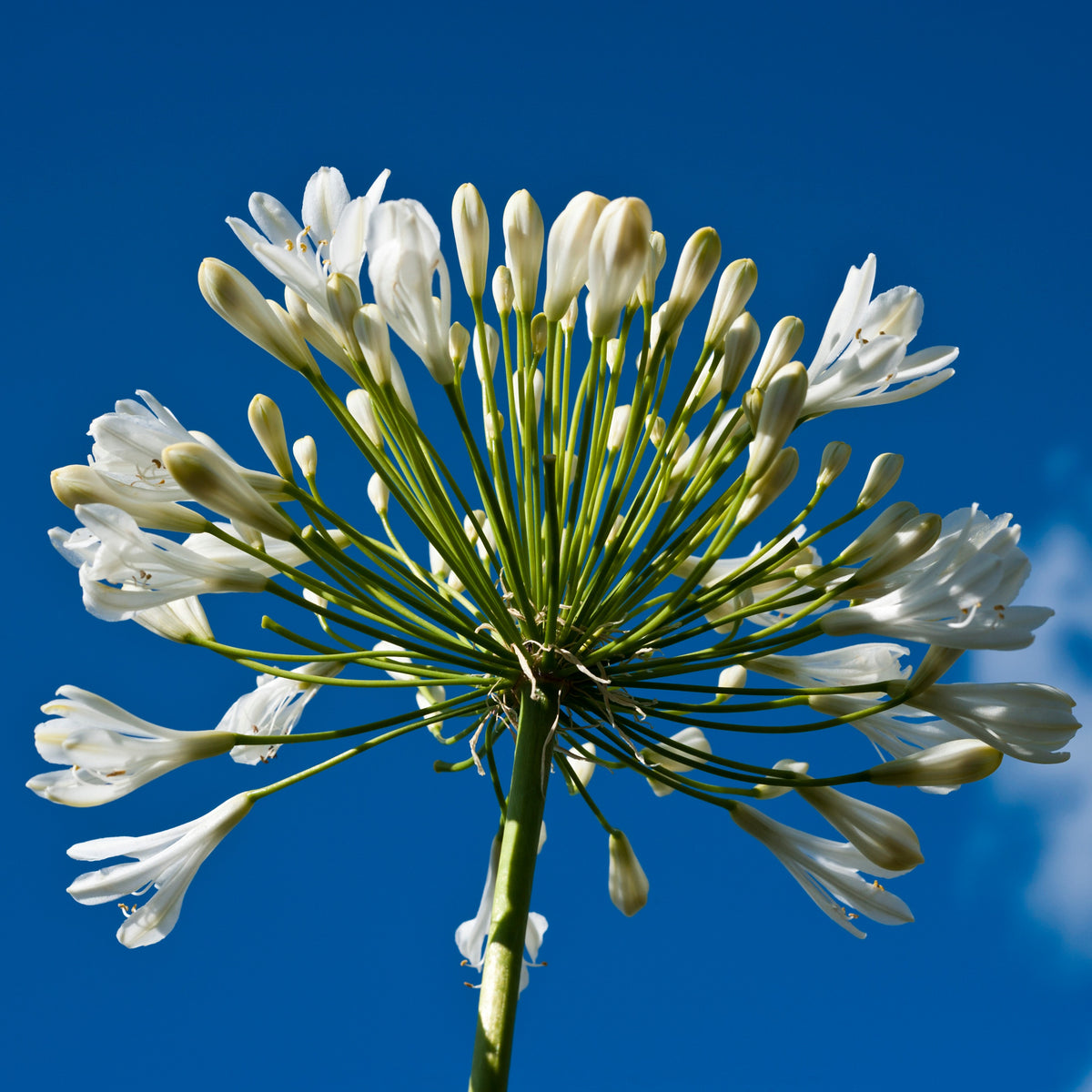 Collectie witbloeiende vaste planten (x9) - Agapanthus, cerastium tomentosum, gaura lindheimeri, geranium pratens - Bakker