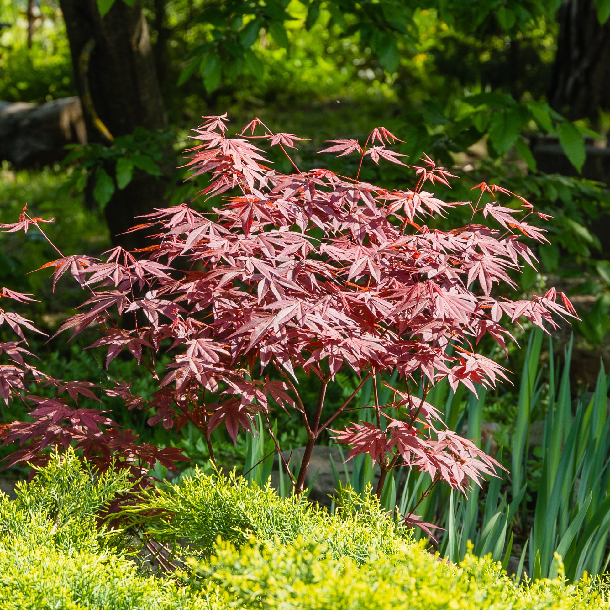 Heestercollectie: Paarse esdoorn en gouden Mexicaanse sinaasappel - Acer palmatum Atropurpureum , Choisya ternata Sundance Lich - Type plant