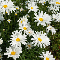 Grootbloemige margriet - Bakker