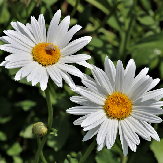 Zomermargriet