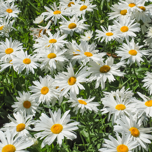 Grootbloemige margriet