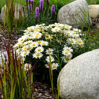 Leucanthemum maximum Alaska - Grootbloemige margriet - Vaste planten