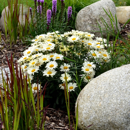 Zomermargriet - Bakker