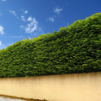 Reuzenlevensboom 'Atrovirens' - haag - Thuja plicata atrovirens - Bakker