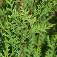 Verkoop Reuzenlevensboom 'Atrovirens' - haag - Thuja plicata atrovirens