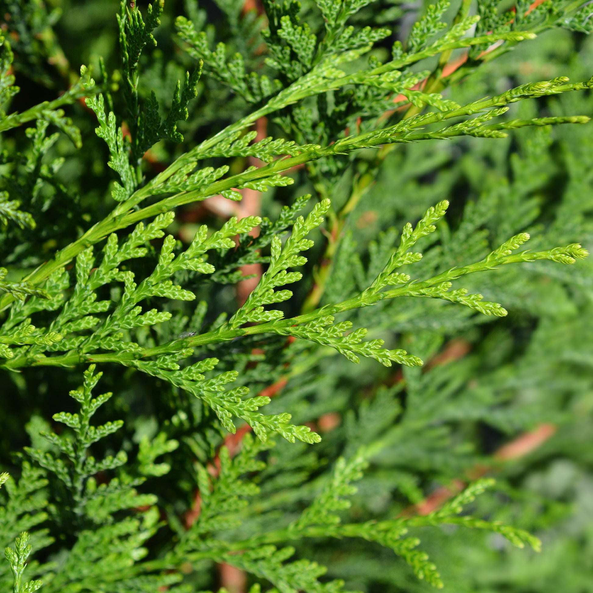 Reuzenlevensboom 'Atrovirens' - haag - Thuja plicata atrovirens - Tuinplanten