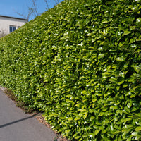 Laurierkers 'Caucasica' - Prunus laurocerasus Caucasica - Bakker