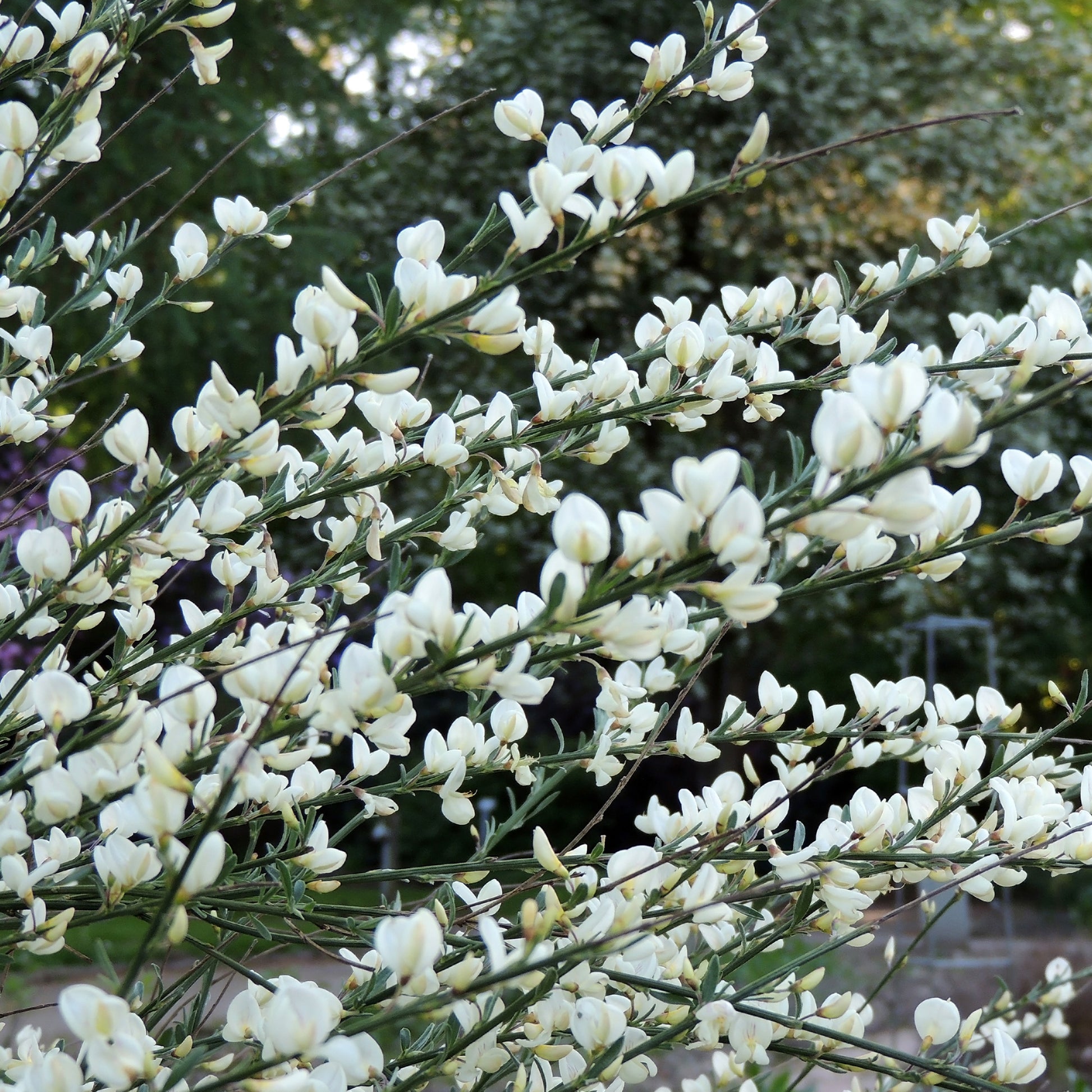 Brem 'Albus' - Cytisus praecox albus - Tuinplanten