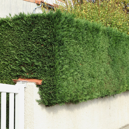 Leylandii conifeer - Bakker