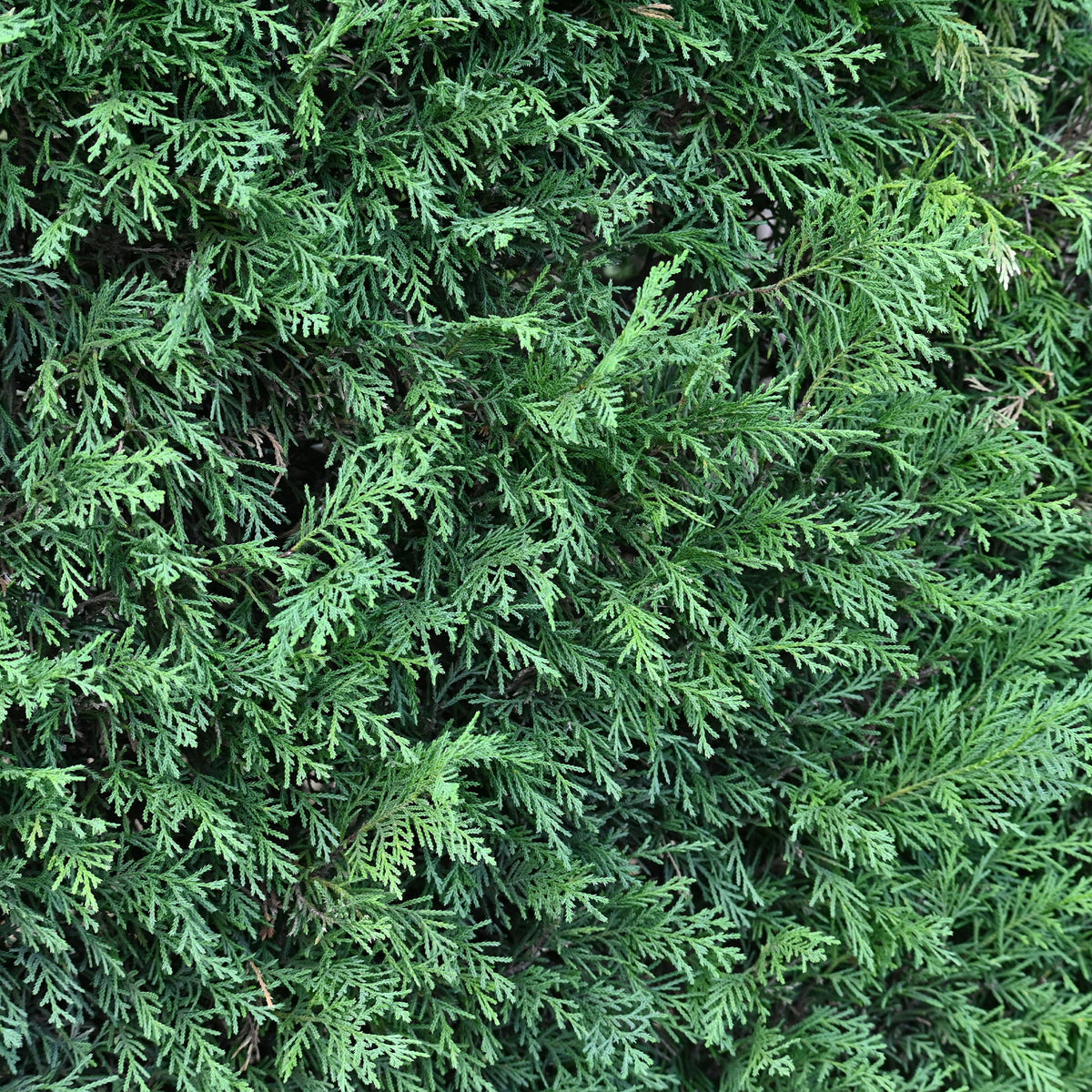 Leylandii conifeer - Cupressus leylandii - Bakker
