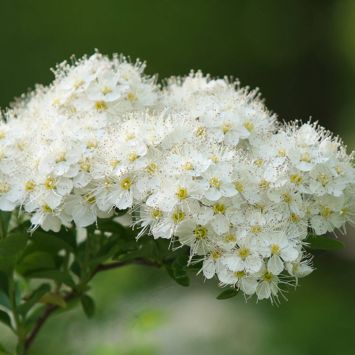 Verkoop Witte Spierstruik - Spiraea nipponica Snowmound