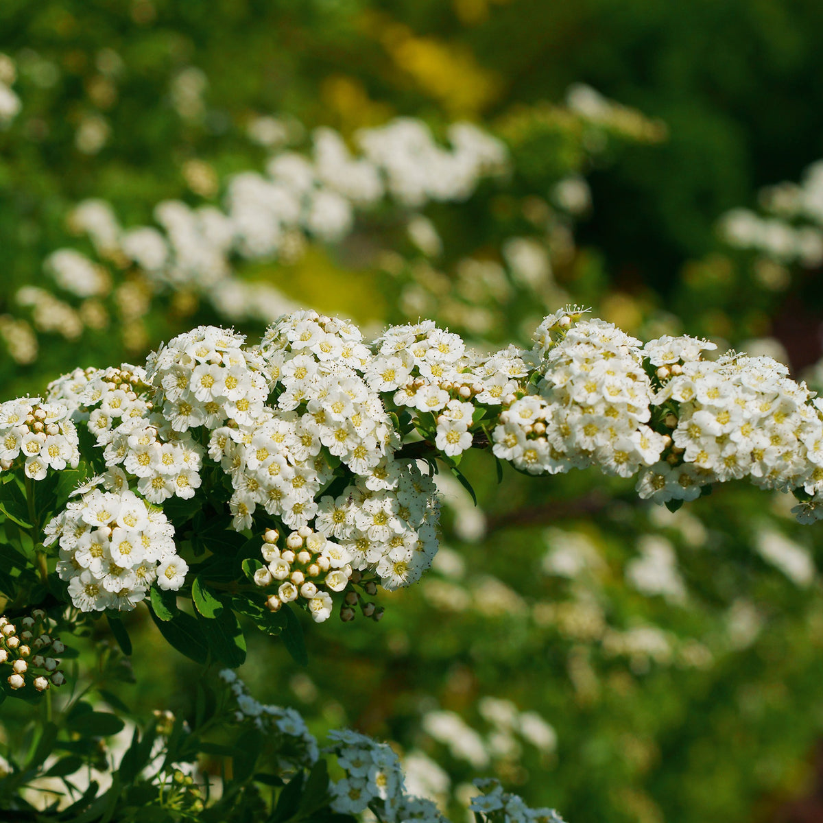 Witte Spierstruik - Spirea - Bakker