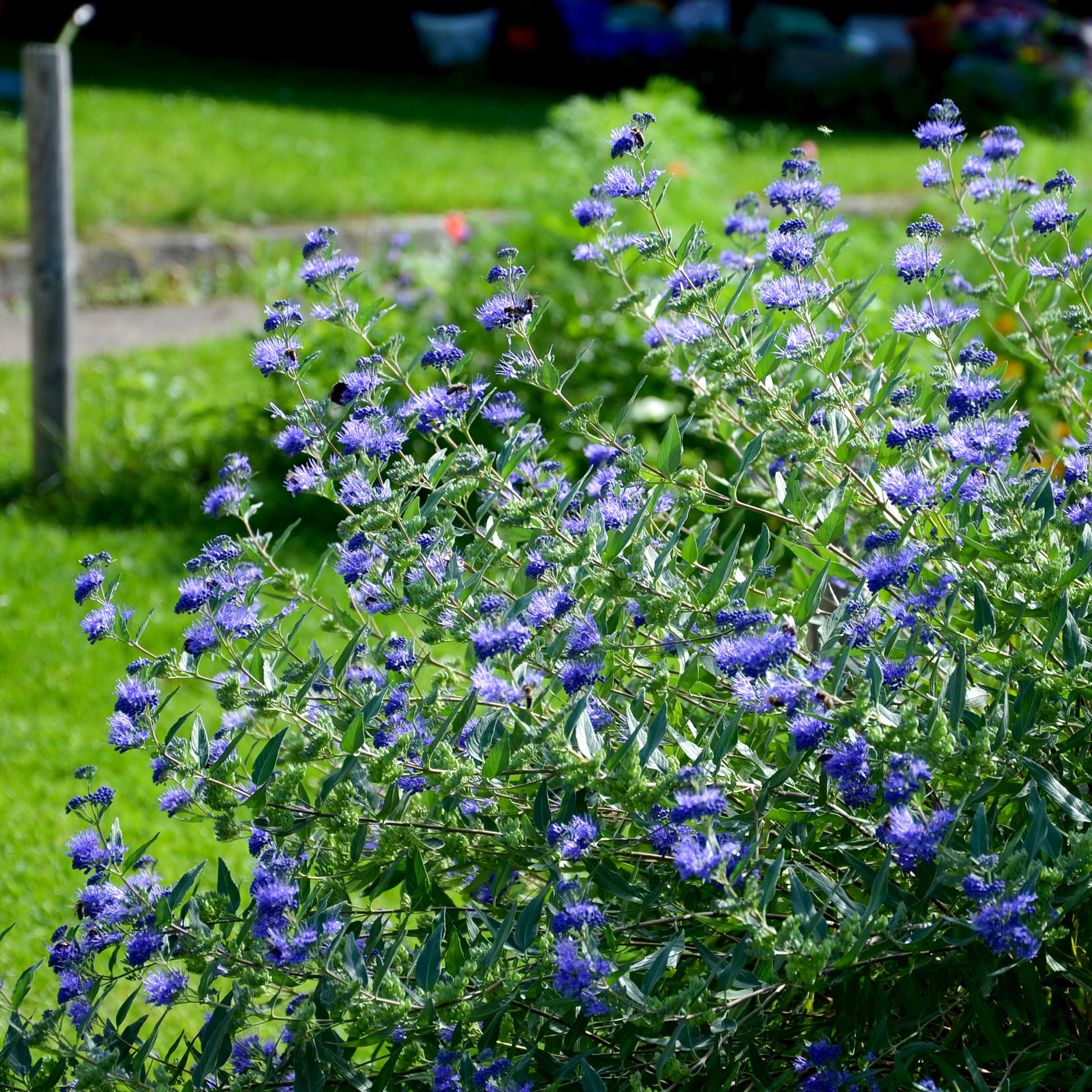 Caryopteris 'Heavenly Blue' - Caryopteris clandonensis heavenly blue - Tuinplanten