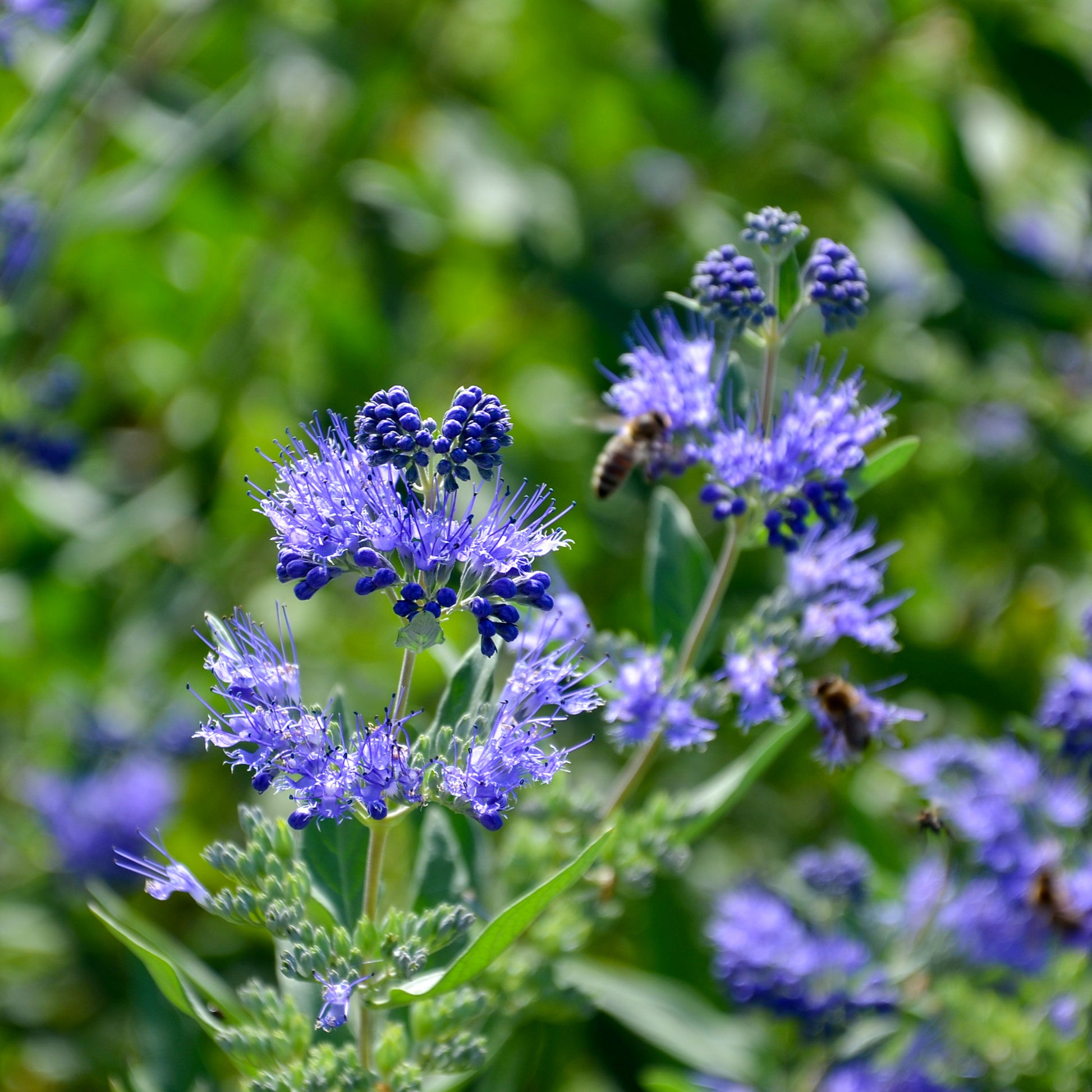 Caryopteris 'Heavenly Blue' - Caryopteris clandonensis heavenly blue - Tuinplanten